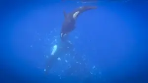 Apex Predators of the Gulf: Researchers Document Never-Before-Seen Orca "High-Speed Ramming" Strategy to Process Sunfish
