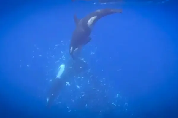 Apex Predators of the Gulf: Researchers Document Never-Before-Seen Orca "Ram-Processing" Technique on Giant Sunfish