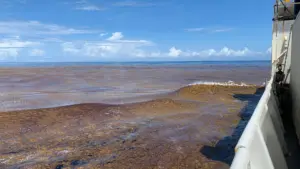 Artificial Intelligence Unveils a Global Tide: AI-Driven Study Reveals Unprecedented Expansion of Floating Algae Across the World’s Oceans