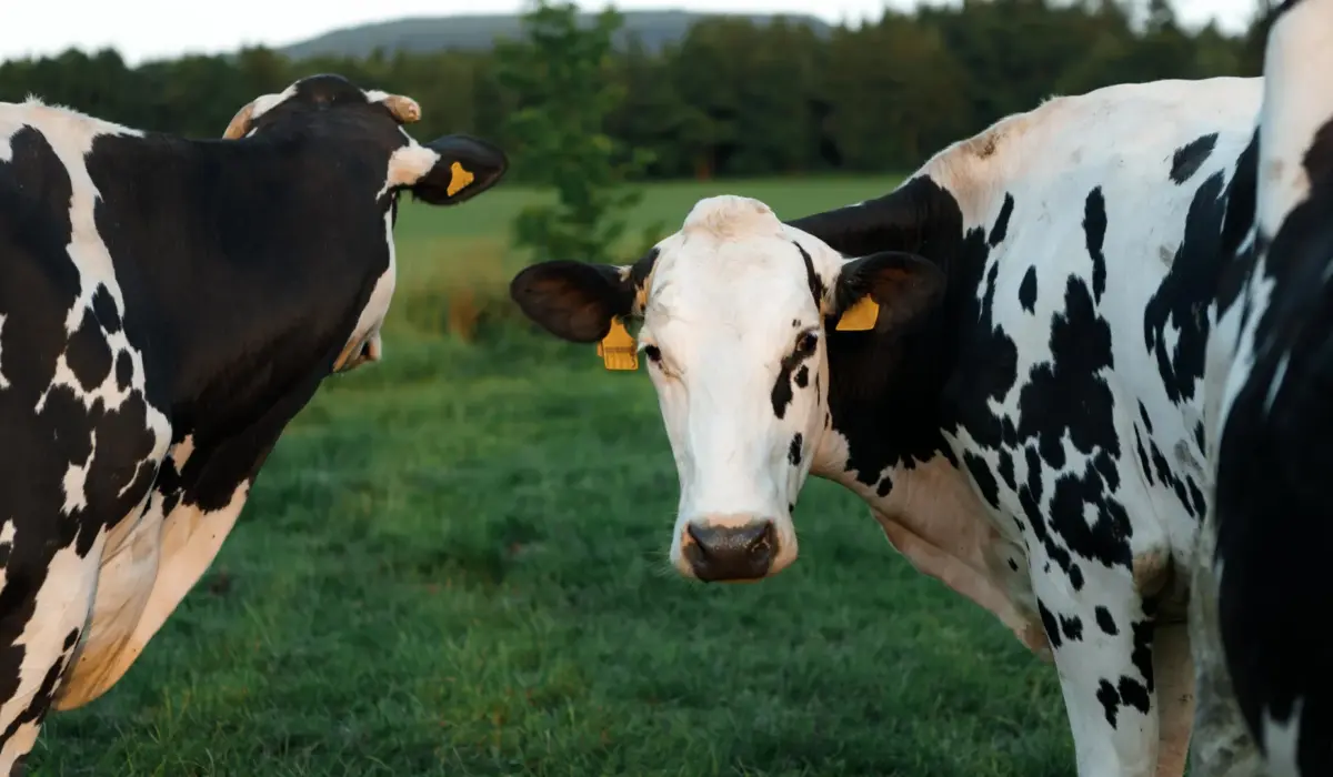 Decoding the Bovine Outbreak: How Scientists Unlocked the Mystery of H5N1 Bird Flu in U.S. Dairy Cattle