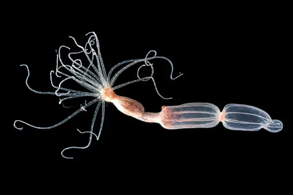 Deep-Sea Evolution Challenges Dogma: How Sea Anemones Defy Human Immunity Models