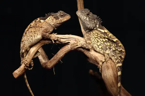 Fire and Scales: How a New Mountain-Dwelling Dragon in Thailand Was Named After House of the Dragon’s Iconic Beast