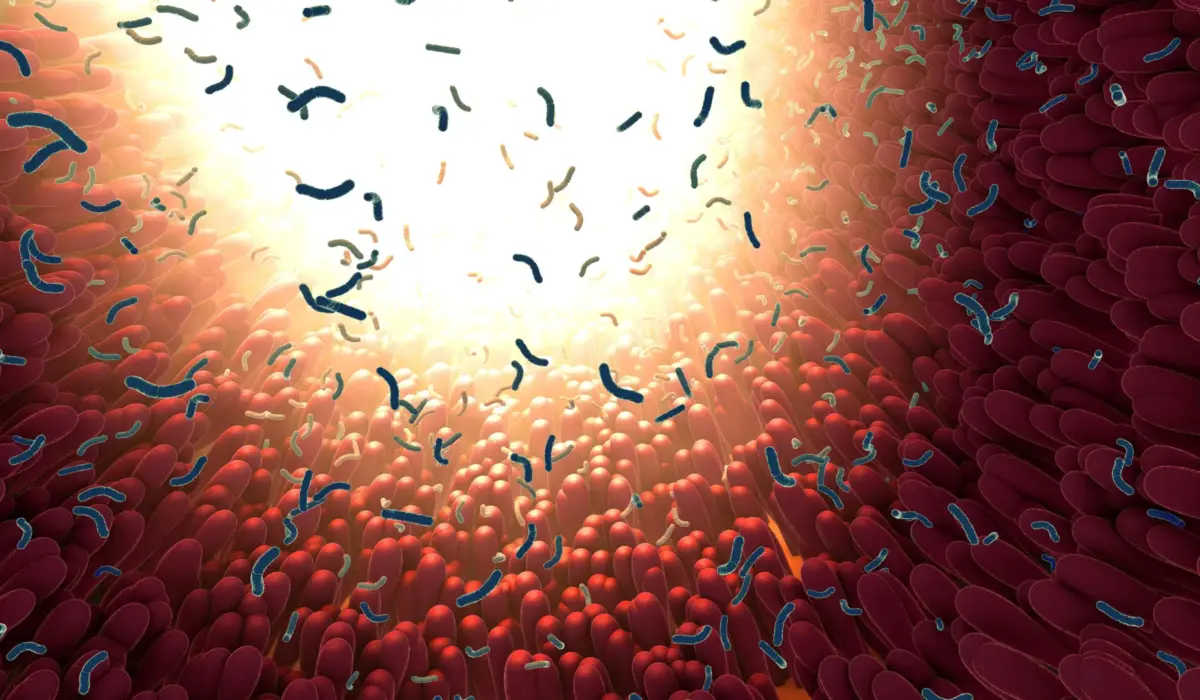 How Gut Microbes "Train" the Intestine: Northwestern Research Reveals Long-Lasting Molecular Memory of Dietary Fiber