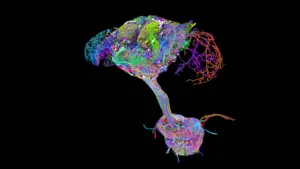 Mapping the Mind: International Research Consortium Unveils the Complete Central Nervous System Connectome of the Adult Fruit Fly