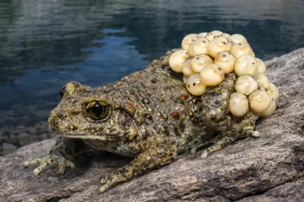Nature’s Biochemical Race: How Accelerated Immune Maturation is Saving Amphibians from the Chytrid Crisis