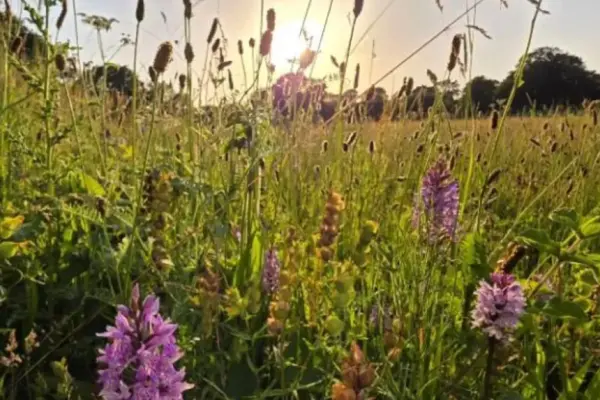 Rewilding by Letting Go: How Abandoned Farmland in North Norfolk Outpaced Conventional Restoration