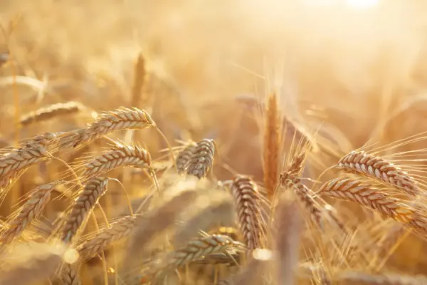 Scientists solve a 30-year rye pollen mystery that could transform cancer research