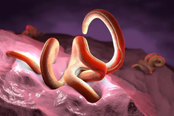 The Gut Ecosystem Revolution: Why Intestinal Worms Need Dietary Fiber to Heal Us