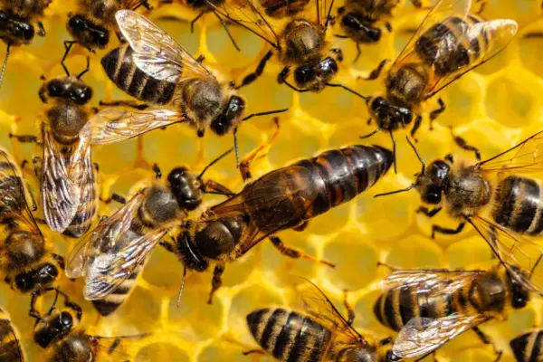 The Queen’s Burden: New Research Reveals How Honeybee Monarchs Offload Toxins Into Their Eggs
