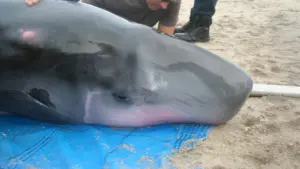 Unlocking the Deep: How Stranded Pygmy Sperm Whales Revealed Three New Strains of Stomach-Malignant Bacteria