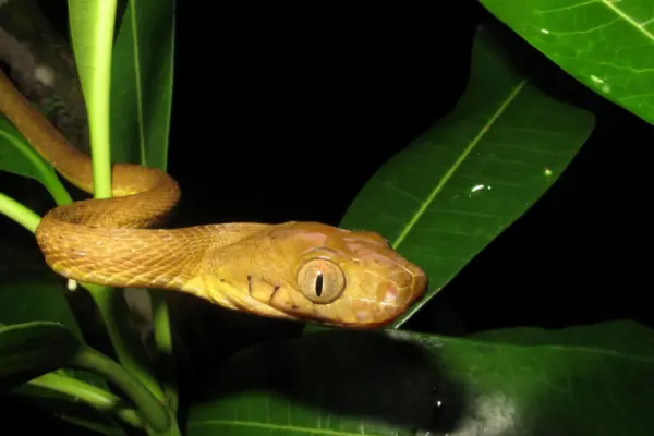 Unlocking the Genetic Blueprint of an Ecological Nightmare: How Advanced Sequencing Solved the Mystery of the Brown Tree Snake