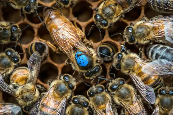 Unlocking the Hive Mind: Neurobiologists Discover How Brain Circuits Dictate the Division of Labor in Honeybee Colonies