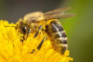 Unlocking the Nutritional Puzzle of Bees: Oxford Study Reveals How Pollen’s Evolutionary Conflict Shapes Pollinator Survival