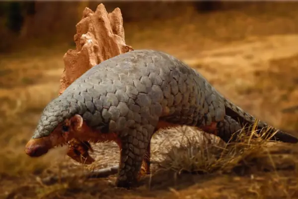 Unlocking the Pangolin’s Past: How a 190-Year-Old Museum Specimen Reshaped Conservation Science and Unmasked a New Asian Species