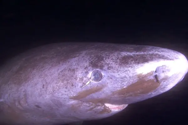Unlocking the Secrets of the Deep: How the 400-Year-Old Greenland Shark Defies Age-Related Blindness
